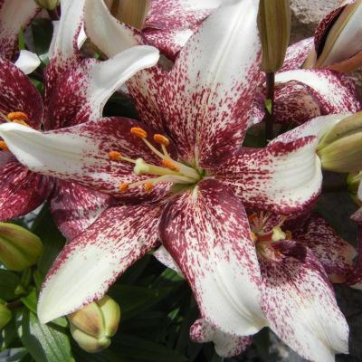 Лилия Изи Спот Лилия Изи Спот - Dolina-Sad.Ru