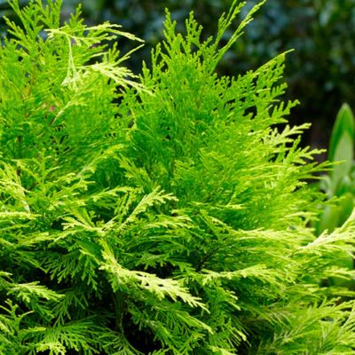 Кипарисовик Лавсона Санни Смайл Кипарисовик Лавсона Санни Смайл - Dolina-Sad.Ru