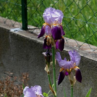 Ирис Альказар Ирис Альказар - Dolina-Sad.Ru