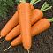 Морковь Сатурно F1(Clause/Франция) Морковь Сатурно F1(Clause/Франция) фото