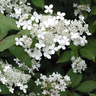 Гортензия метельчатая Мустила, С7,5 Гортензия метельчатая Мустила, С7,5 - Dolina-Sad.Ru