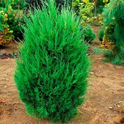 Можжевельник китайский Монарх Можжевельник китайский Монарх - Dolina-Sad.Ru