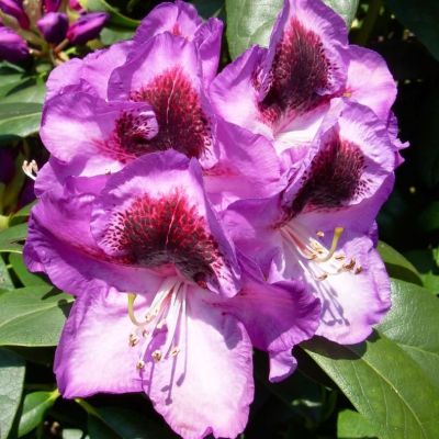 Рододендрон Баритон Рододендрон Баритон фото