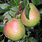 Груша Россошанская/Осенняя Груша Россошанская/Осенняя фото