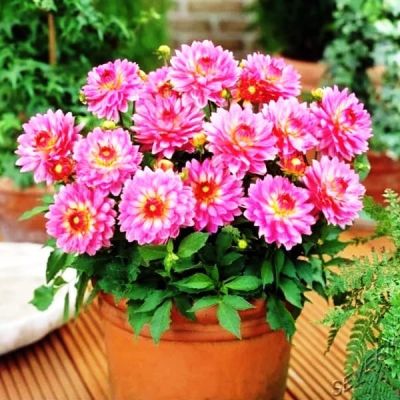 Георгина Сингер фото