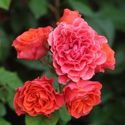 Роза штамбовая Билград Леди Роза штамбовая Билград Леди - Dolina-Sad.Ru