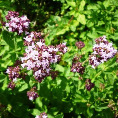 Душица Фея (орегано) Душица Фея (орегано) фото