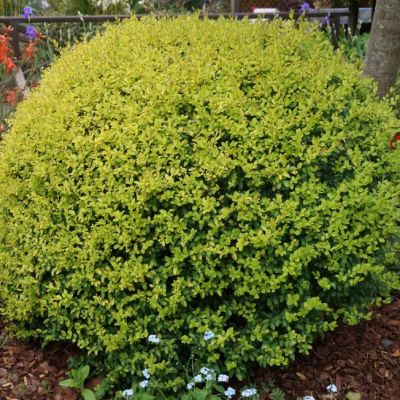 Бирючина обыкновенная Ауреум фото