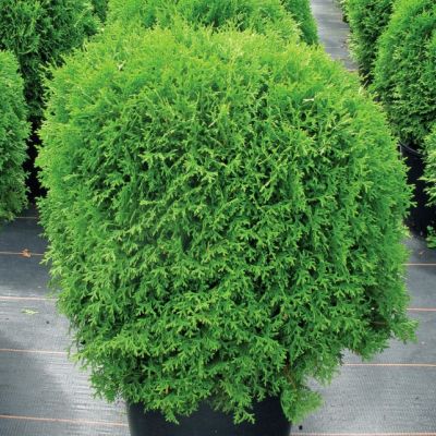 Туя западная Хосери Туя западная Хосери фото