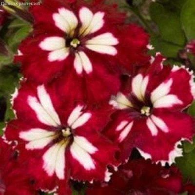 Петуния Танец Страсти F1 Петуния Танец Страсти F1 фото