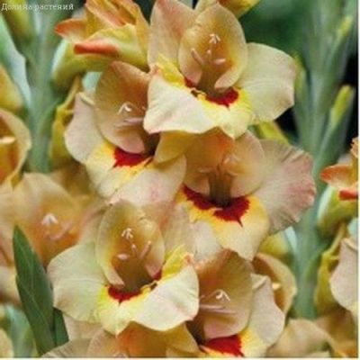 Гладиолус Бочелли (10 шт.) Гладиолус Бочелли (10 шт.) фото