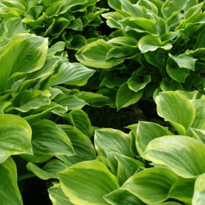 Хоста Голден Тиара фото