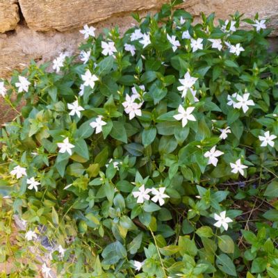 Барвинок большой Альба Барвинок большой Альба - Dolina-Sad.Ru