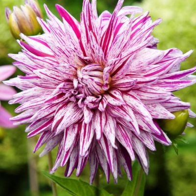 Георгина Микс Пеперминт Георгина Микс Пеперминт фото