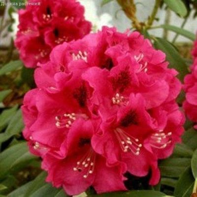 Рододендрон Межко Рододендрон Межко фото