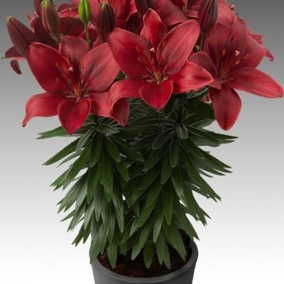 Лилия Тренди Гавана Лилия Тренди Гавана - Dolina-Sad.Ru