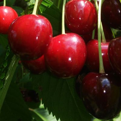 Комплект Сортов Черешни (Мускатная+Журба) Комплект Сортов Черешни (Мускатная+Журба) фото