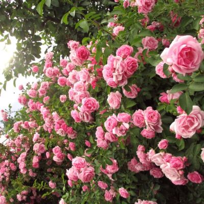 Роза Альков Роза Альков - Dolina-Sad.Ru