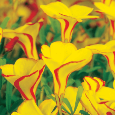 Кислица Голден Кейп Кислица Голден Кейп фото