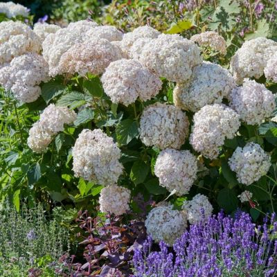 Гортензия древовидная Кэндибэль Маршмеллоу, С2 - Dolina-Sad.Ru