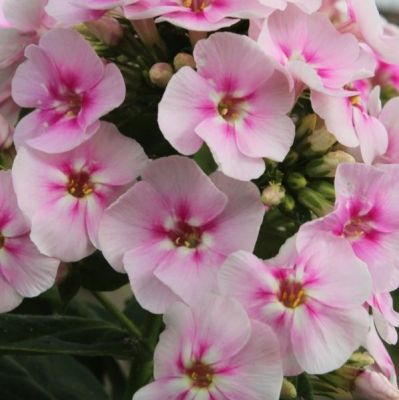 Флокс метельчатый Юник Биколор - Dolina-Sad.Ru