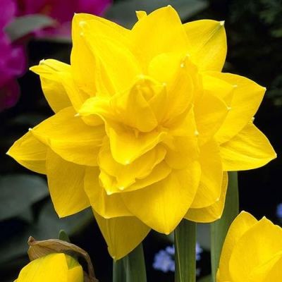 Нарцисс Голден Дукат Нарцисс Голден Дукат фото