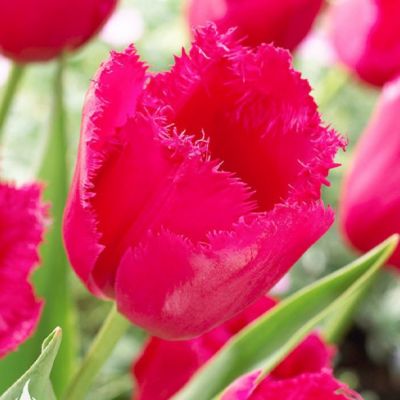 Тюльпан Бургунди Лейс Тюльпан Бургунди Лейс - Dolina-Sad.Ru