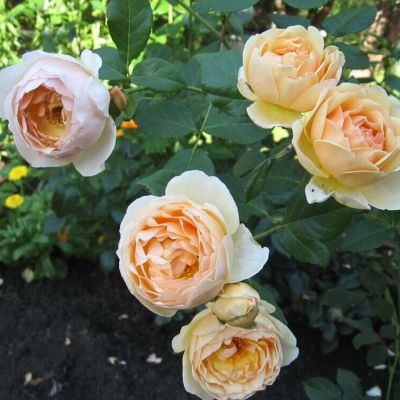 Роза Джуд де Обскур Роза Джуд де Обскур - Dolina-Sad.Ru