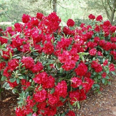 Рододендрон Межко Рододендрон Межко фото