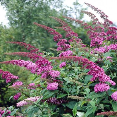 Буддлея Давида Иль-Де-Франс Буддлея Давида Иль-Де-Франс - Dolina-Sad.Ru