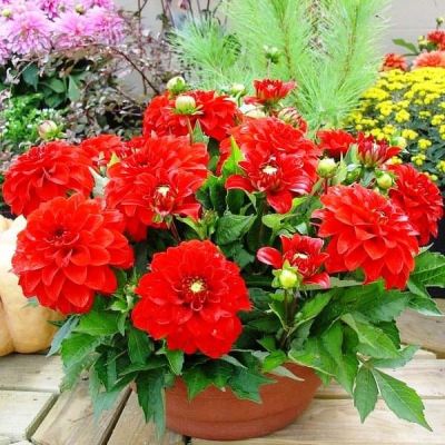 Георгина Сингер Георгина Сингер фото