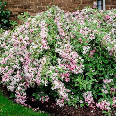 Вейгела цветущая Санни Принцесс Вейгела цветущая Санни Принцесс - Dolina-Sad.Ru