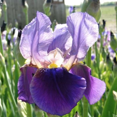 Ирис Альказар Ирис Альказар - Dolina-Sad.Ru