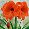 Амариллис Оранж Соверен фото