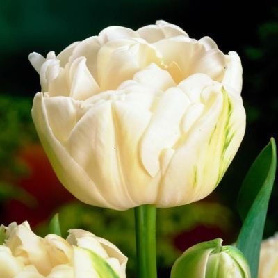 Тюльпан Маунт Такома Тюльпан Маунт Такома фото