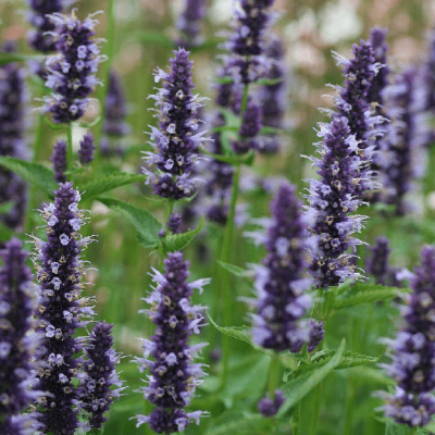 Агастахе Блэк Аддер , С1,5 Агастахе Блэк Аддер , С1,5 фото