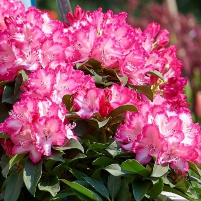 Рододендрон Фантастика Рододендрон Фантастика фото