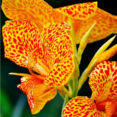 Канна Ен Авант Канна Ен Авант фото