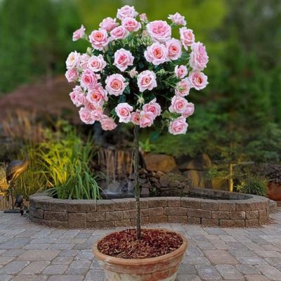 Роза штамбовая Ламинуэтт Роза штамбовая Ламинуэтт - Dolina-Sad.Ru