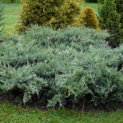 Можжевельник виргинский Грей Оул Можжевельник виргинский Грей Оул фото