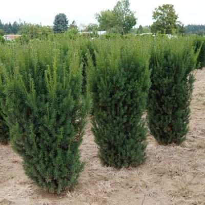 Тисс средний Хикси Тисс средний Хикси фото