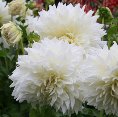 Георгина Хакую Георгина Хакую фото