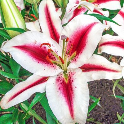 Лилия Хачи - Dolina-Sad.Ru