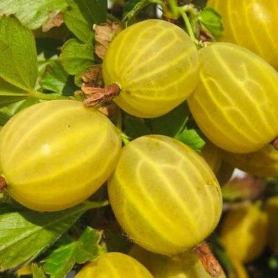 Крыжовник Куршу Дзинтарс Крыжовник Куршу Дзинтарс фото