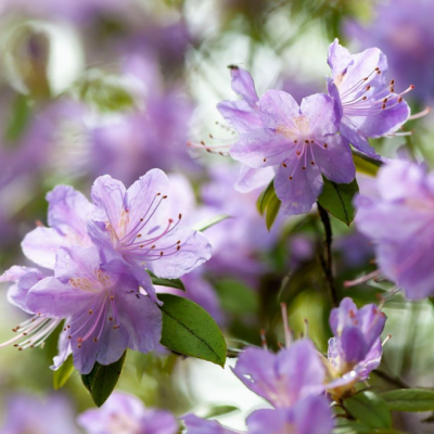 Рододендрон Мойерхайм фото