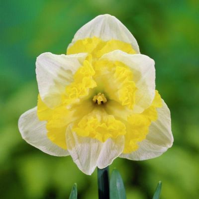 Нарцисс Принтал Нарцисс Принтал фото