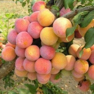 Слива Скороплодная Слива Скороплодная фото