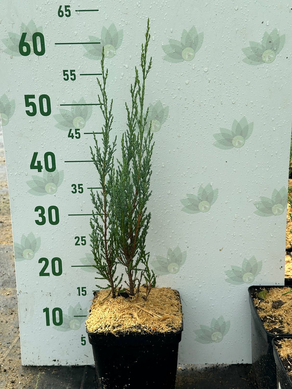 Можжевельник Блю Эрроу, С3 - Dolina-Sad.Ru