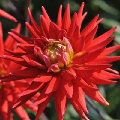 Георгина Карма Ред Корона - Dolina-Sad.Ru