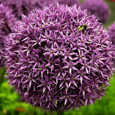 Аллиум Меркуриус Аллиум Меркуриус фото